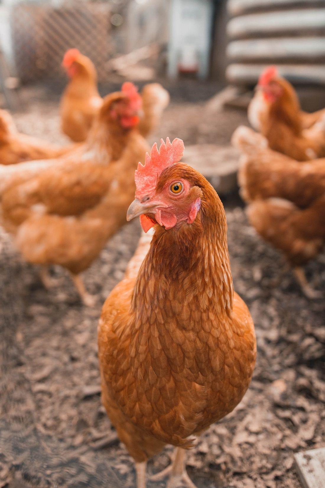 Pecking Order – Leading from Behind